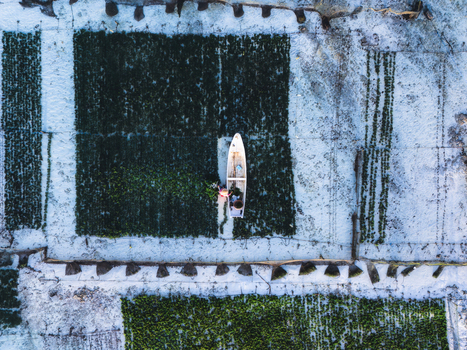 Aerial view of a lone boat navigating through seaweed farms contrasting the dark green against the white sand Lembongan Bali Indonesia. Aerial view of a lone boat navigating through seaweed farms contrasting the dark green against the white sand Lembongan Bali Indonesia.