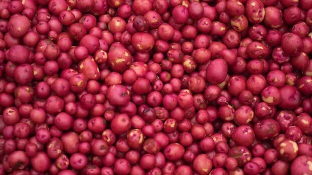 View of a large pile of fresh red potatoes Bangladesh.