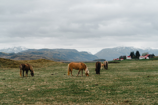 View of Icelandic horses grazing in a grassy field with the Stokksnes mountains in the background under a cloudy sky in Iceland.