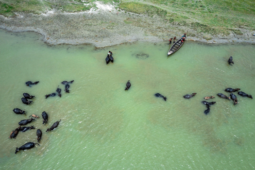 Aerial view of a herd of water buffaloes swimming in a river with a small wooden boat and people nearby in Bogura Rajshahi Division Bangladesh. Aerial view of a herd of water buffaloes swimming in a river with a small wooden boat and people nearby in Bogura Rajshahi Division Bangladesh.