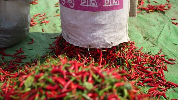 View of red chili peppers being poured from a sack Bangladesh.