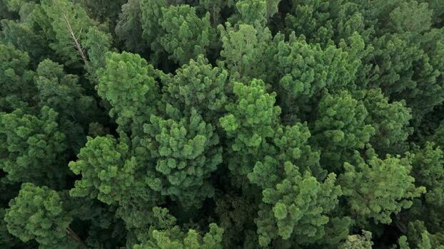 Aerial view of lush green forest canopy in Sukabumi Indonesia. Aerial view of lush green forest canopy in Sukabumi Indonesia.