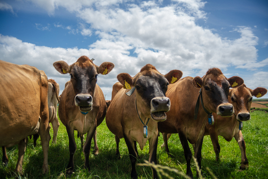 View of a group of Jersey cows grazing in a lush green pasture under a bright blue sky with fluffy clouds in Looe Cornwall United Kingdom. View of a group of Jersey cows grazing in a lush green pasture under a bright blue sky with fluffy clouds in Looe Cornwall United Kingdom.