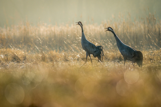 View of two common cranes walking through a misty golden lit grassy field in Debrzno Pomeranian Voivodeship Poland. View of two common cranes walking through a misty golden lit grassy field in Debrzno Pomeranian Voivodeship Poland.