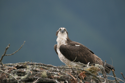 View of an osprey perched in its large stick nest against a soft blurred background in Pitt Meadows British Columbia Canada. View of an osprey perched in its large stick nest against a soft blurred background in Pitt Meadows British Columbia Canada.