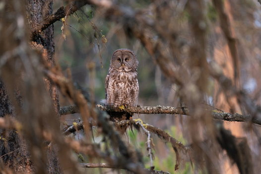 View of a Great Grey Owl perched on a mossy branch in a dense forest with soft natural light filtering through the trees in Merritt British Columbia Canada. View of a Great Grey Owl perched on a mossy branch in a dense forest with soft natural light filtering through the trees in Merritt British Columbia Canada.