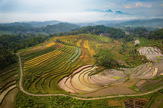 Aerial view of Ngendrosari rice terraces with lush green and golden crops winding rural roads and misty mountains in the background in Kajoran Central Java Indonesia.