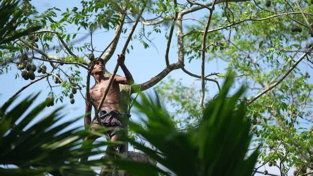 View of a man climbing a tree to harvest fruit Bangladesh. View of a man climbing a tree to harvest fruit Bangladesh.