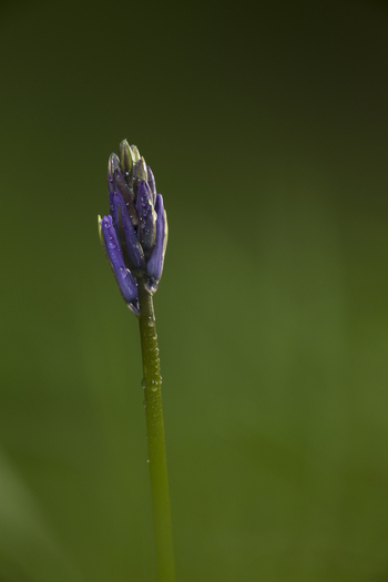 View of a single bluebell flower bud with delicate water droplets on its petals against a soft green background in the United Kingdom. View of a single bluebell flower bud with delicate water droplets on its petals against a soft green background in the United Kingdom.