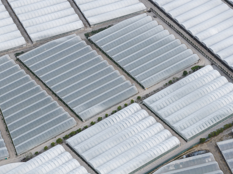 Aerial view of vast rows of white plastic greenhouses and agricultural polytunnels arranged in a geometric pattern in Paestum Campania Italy.