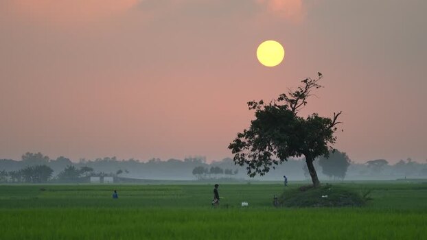 View of a lone tree in a green field at sunset Bangladesh. View of a lone tree in a green field at sunset Bangladesh.