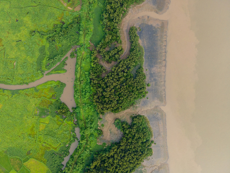 Aerial view of the lush green mangroves and wetlands along the creek with winding waterways and mudflats in Thane Maharashtra India. Aerial view of the lush green mangroves and wetlands along the creek with winding waterways and mudflats in Thane Maharashtra India.