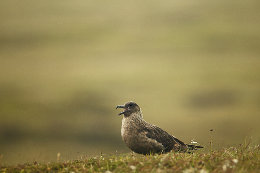 View of a Great Skua also known as a Bonxie standing on the grassy terrain in Shetland Scotland United Kingdom. View of a Great Skua also known as a Bonxie standing on the grassy terrain in Shetland Scotland United Kingdom.