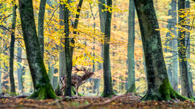 View of a fallow deer buck standing among tall trees with vibrant yellow and orange autumn leaves in a forest in Debrzno Pomeranian Voivodeship Poland.
