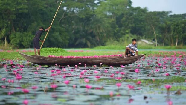 View of men on a boat in a pink water lily pond Bangladesh. View of men on a boat in a pink water lily pond Bangladesh.
