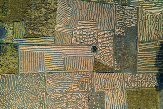 Aerial view of harvested rice fields with golden straw arranged in neat rows and patterns across the agricultural landscape in Panchagarh Rangpur Division Bangladesh. Aerial view of harvested rice fields with golden straw arranged in neat rows and patterns across the agricultural landscape in Panchagarh Rangpur Division Bangladesh.