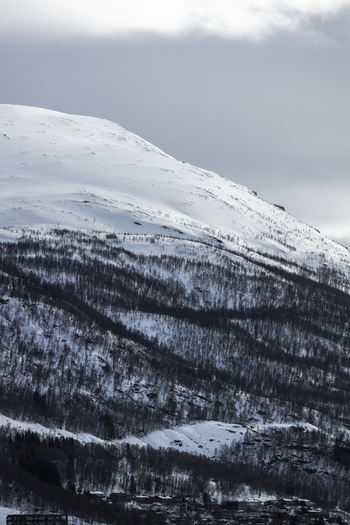View of a snow covered mountain slope with sparse trees above the houses of Tromso Troms Norway.