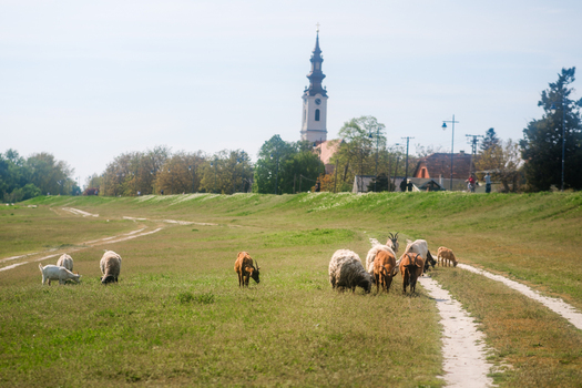 View of a flock of sheep and goats grazing on a grassy embankment near a dirt path with a church tower in the distance Futog Vojvodina Serbia. View of a flock of sheep and goats grazing on a grassy embankment near a dirt path with a church tower in the distance Futog Vojvodina Serbia.