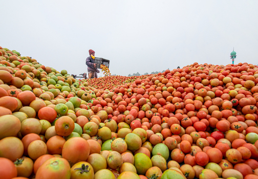 Bogura Bangladesh 05 January 2023 View of a worker pouring fresh red tomatoes onto large piles at a wholesale market under an overcast sky. Bogura Bangladesh 05 January 2023 View of a worker pouring fresh red tomatoes onto large piles at a wholesale market under an overcast sky.