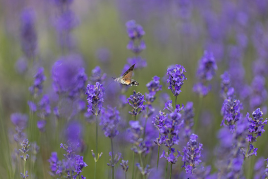 View of a hummingbird hawk moth hovering and feeding on vibrant purple lavender flowers in a summer field Wittenheim Grand Est France.