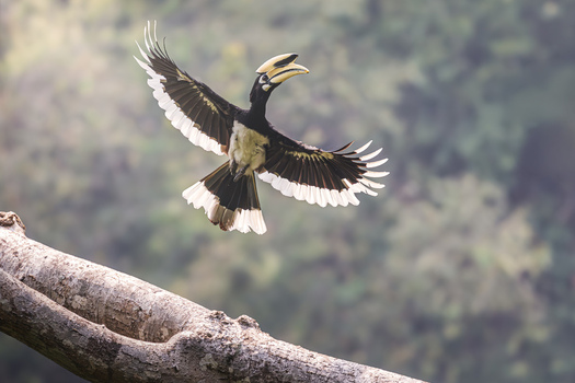 View of an Oriental Pied Hornbill in flight with its wings spread wide above a tree branch in a lush forest in Dehong Dai and Jingpo Autonomous Prefecture Yunnan China. View of an Oriental Pied Hornbill in flight with its wings spread wide above a tree branch in a lush forest in Dehong Dai and Jingpo Autonomous Prefecture Yunnan China.