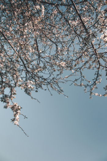 View of white spring blossoms on branches against a clear blue sky in Vormsi Laane County Estonia. View of white spring blossoms on branches against a clear blue sky in Vormsi Laane County Estonia.