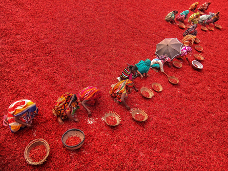 Bogura Bangladesh 27 January 2017 View of women in colorful traditional saris sorting red chili peppers spread across a field for drying. Bogura Bangladesh 27 January 2017 View of women in colorful traditional saris sorting red chili peppers spread across a field for drying.