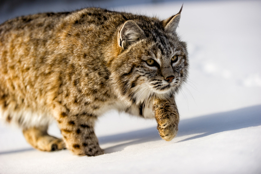 View of a bobcat walking through deep snow in the wilderness of the USA. View of a bobcat walking through deep snow in the wilderness of the USA.