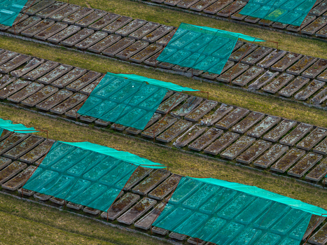 Aerial view of rows of rectangular concrete drying beds covered with green mesh on a grassy field in Vilnius County Lithuania. Aerial view of rows of rectangular concrete drying beds covered with green mesh on a grassy field in Vilnius County Lithuania.