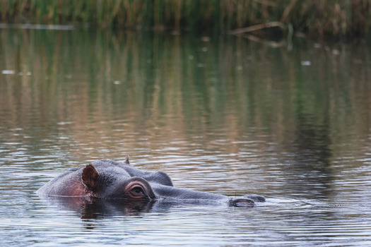 View of a hippopotamus partially submerged in a calm river with reflections of reeds on the water surface in Welgevonden Game Reserve Waterberg District Municipality Limpopo South Africa.