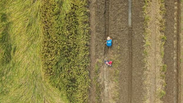 Aerial view of rice fields Indonesia.