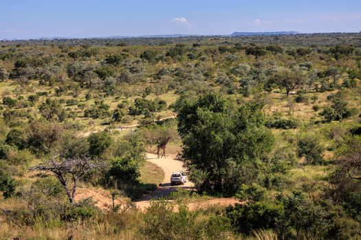 View of a giraffe crossing a dirt road in front of a safari vehicle within the savanna landscape of the Kruger National Park Skukuza Mpumalanga South Africa. View of a giraffe crossing a dirt road in front of a safari vehicle within the savanna landscape of the Kruger National Park Skukuza Mpumalanga South Africa.