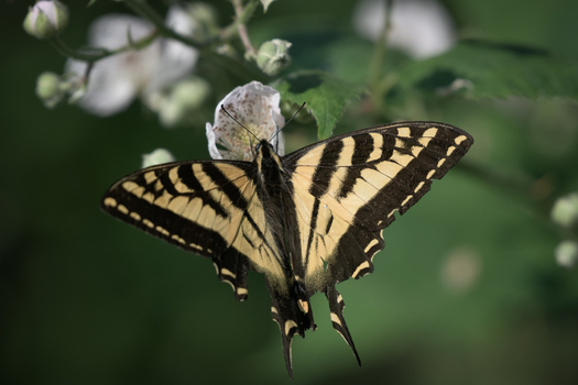 View of a yellow and black swallowtail butterfly resting on a white flower with green leaves in the background in Costa Rica.