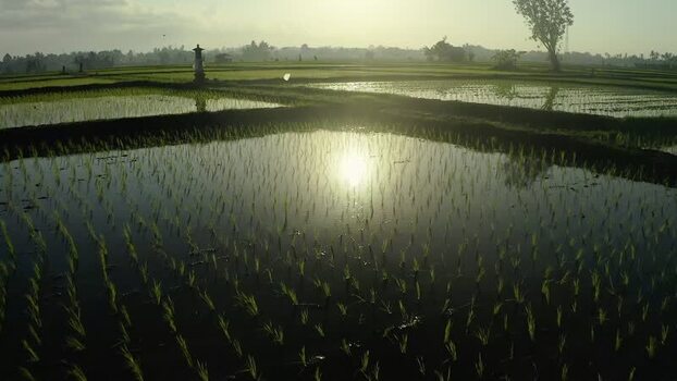 Aerial view of flooded rice paddies reflecting the sun in Bali Indonesia. Aerial view of flooded rice paddies reflecting the sun in Bali Indonesia.