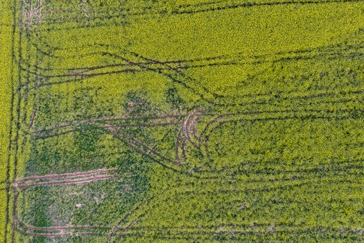 Aerial view of vibrant yellow rapeseed fields with intricate tractor tracks and green patches in the Valdarno valley Florence Tuscany Italy. Aerial view of vibrant yellow rapeseed fields with intricate tractor tracks and green patches in the Valdarno valley Florence Tuscany Italy.