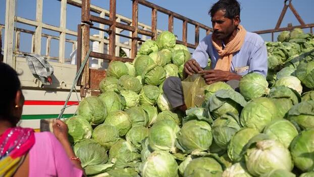 View of a man sitting on a truck loaded with cabbages Nepal. View of a man sitting on a truck loaded with cabbages Nepal.