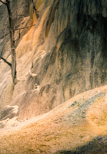 View of the mineral rich travertine terraces and a dead tree at Mammoth Hot Springs in Yellowstone National Park United States.