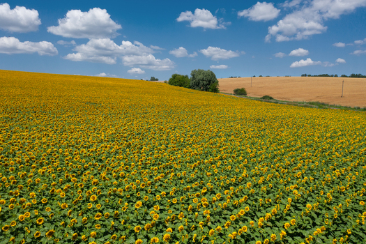 Aerial view of a vast expanse of sunflowers in full bloom contrasting with the golden field under a bright blue sky dotted with fluffy white clouds Chyhyrynskyi district Cherkasy Oblast Ukraine.