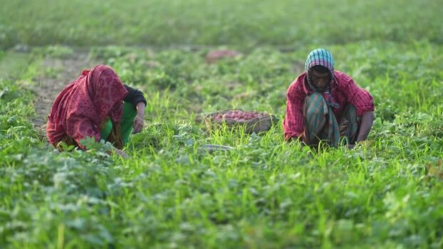 View of farmers harvesting crops in a green field in Bangladesh. View of farmers harvesting crops in a green field in Bangladesh.