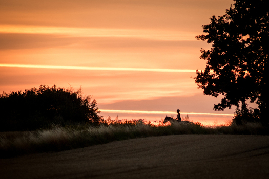 View of a silhouette of a person riding a horse through a field during a vibrant golden hour sunset with trees in the background in Debrzno Pomeranian Voivodeship Poland. View of a silhouette of a person riding a horse through a field during a vibrant golden hour sunset with trees in the background in Debrzno Pomeranian Voivodeship Poland.
