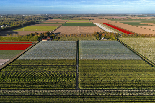 Aerial view of vibrant tulip fields and green orchards under a clear blue sky in the flat agricultural landscape Flevoland Netherlands.