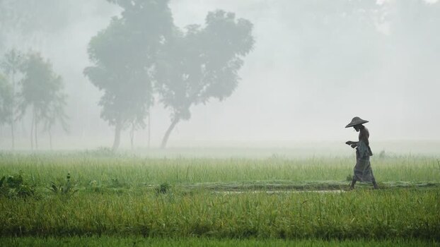 View of a farmer walking through a misty rice field Bangladesh.