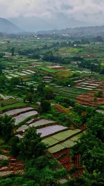Aerial view of agricultural terraces in Bali Indonesia.
