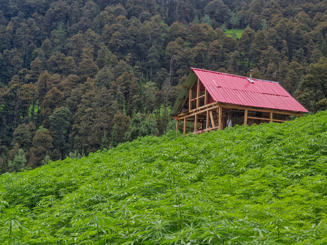 View of a wooden house with a red roof nestled on a hillside among lush green crops with a dense forest in the background in Malana Himachal Pradesh India.