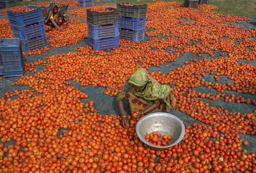 Bogura Bangladesh 02 March 2018 View of women sorting a large harvest of ripe red tomatoes spread on a blue tarp with stacked plastic crates in the background. Bogura Bangladesh 02 March 2018 View of women sorting a large harvest of ripe red tomatoes spread on a blue tarp with stacked plastic crates in the background.