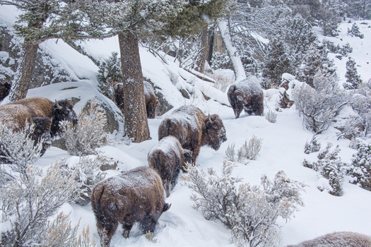 View of a herd of American bison walking through deep snow in a forest in Yellowstone National Park Wyoming United States. View of a herd of American bison walking through deep snow in a forest in Yellowstone National Park Wyoming United States.