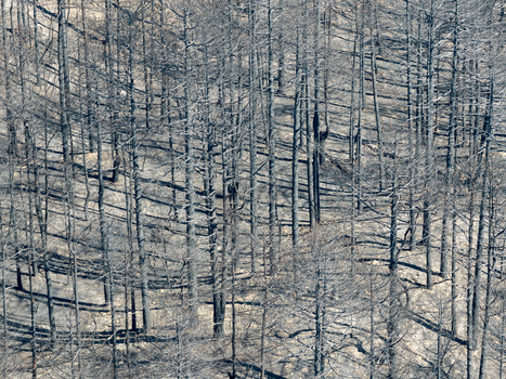 Aerial view of the Deliblato Sands wildfire aftermath showing scorched trees and ash covered ground in Dubovac Vojvodina Serbia.