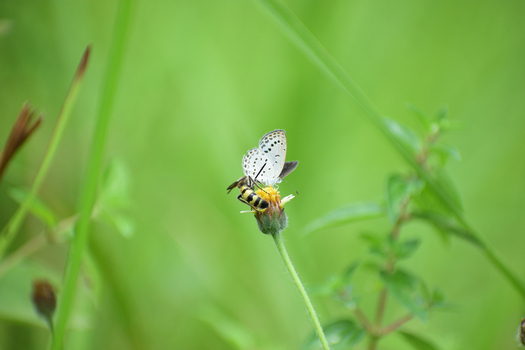 View of a small white butterfly and a yellow and black hoverfly resting on a yellow wildflower in a lush green meadow in Kushtia Khulna Division Bangladesh. View of a small white butterfly and a yellow and black hoverfly resting on a yellow wildflower in a lush green meadow in Kushtia Khulna Division Bangladesh.
