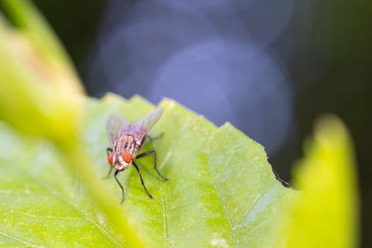 View of a housefly resting on a vibrant green leaf with a soft blurred background in Cairo Cairo Governorate Egypt. View of a housefly resting on a vibrant green leaf with a soft blurred background in Cairo Cairo Governorate Egypt.