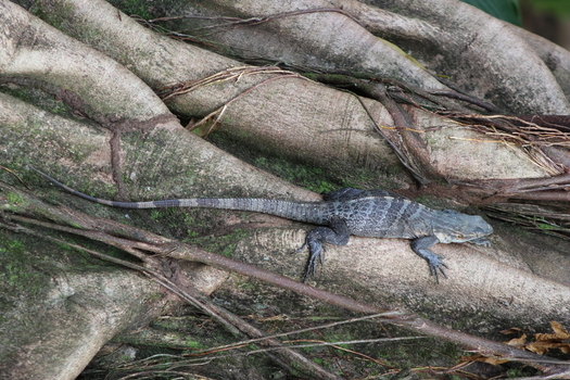 View of cool scales and patterns of a striped lizard bask in the warmth of the sun nestled amongst the textured roots of a tree Quepos Puntarenas Province Costa Rica.